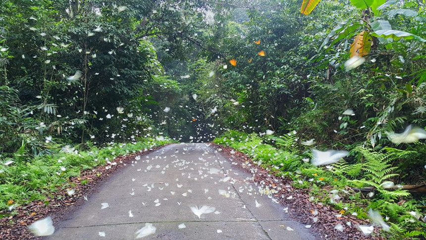 rừng quốc gia Cúc Phương, Ninh Bình